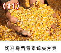 飼料霉菌素解決方案